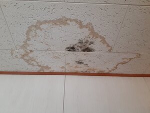 雨漏りしている天井の写真 (2).jpg